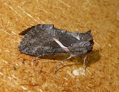 Vittaplusia vittata
