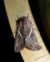 Vittaplusia vittata