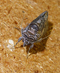 Vittaplusia vittata