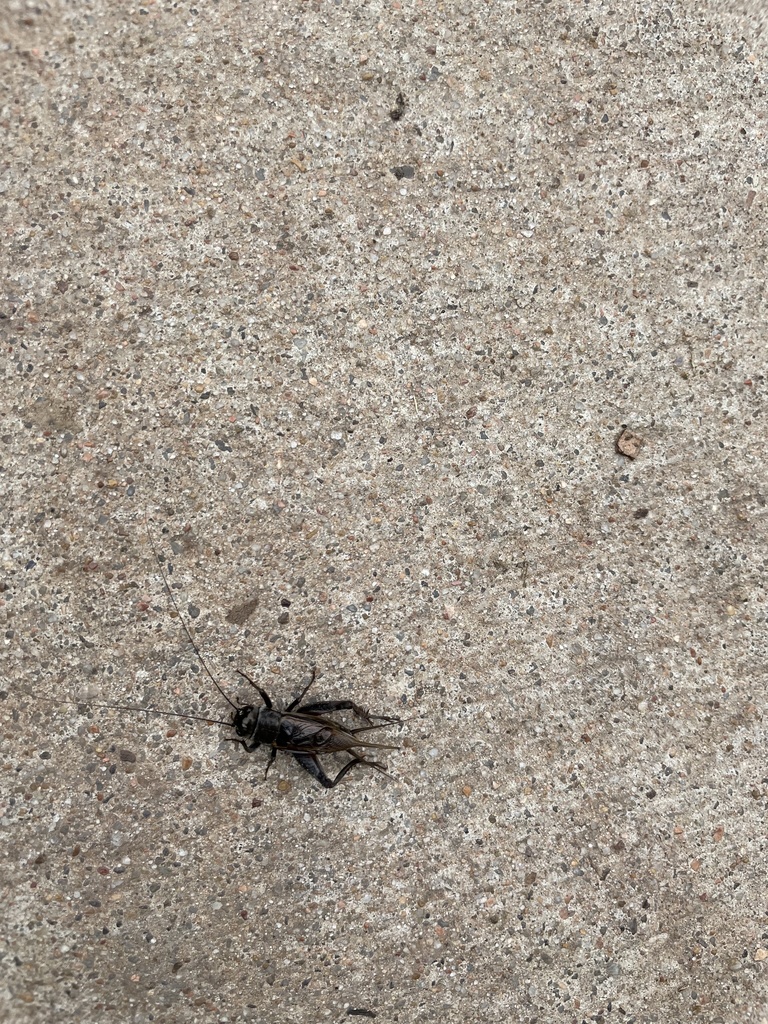 Australian Black Field Cricket