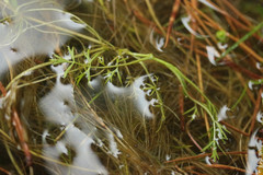 Helosciadium inundatum