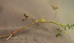 Helosciadium inundatum