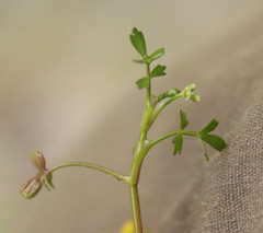 Helosciadium inundatum