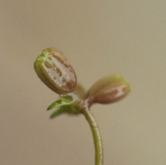 Helosciadium inundatum