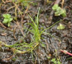 Isolepis fluitans