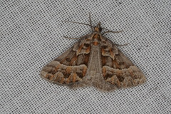 Dichromodes poecilotis