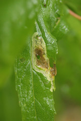Liriomyza eupatorii