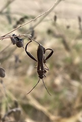 Mirperus jaculus