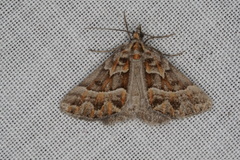 Dichromodes poecilotis