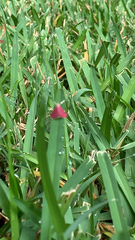 Pyrausta inornatalis