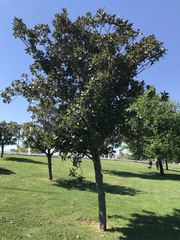 Magnolia grandiflora