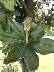 Magnolia grandiflora