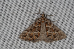 Dichromodes poecilotis