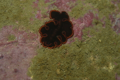 Pseudobiceros gloriosus