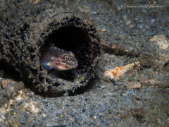 Coryphopterus dicrus