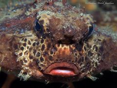 Ogcocephalus cubifrons