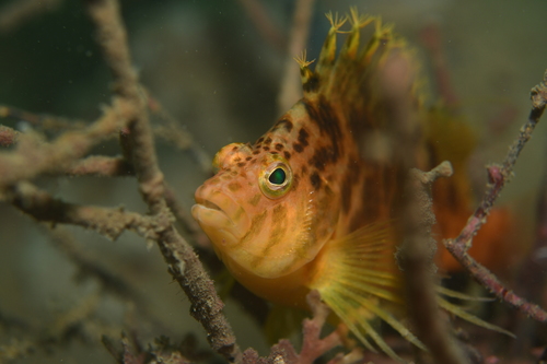 Golden hawkfish (Cirrhitichthys aureus) — Cirrhitidae — 3