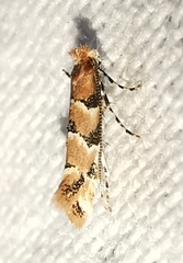 Phyllonorycter trifasciella