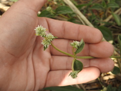 Gomphrena perennis