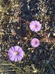 Ipomoea ternifolia leptotoma