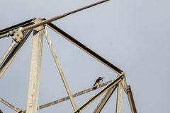 Melanerpes formicivorus
