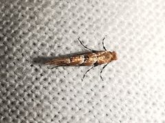 Phyllonorycter trifasciella
