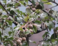Dendrocoptes auriceps
