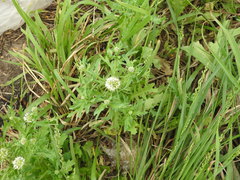 Acicarpha tribuloides