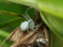Misumena vatia