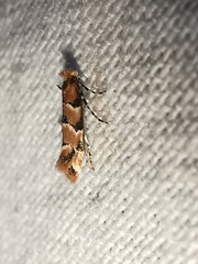 Phyllonorycter trifasciella