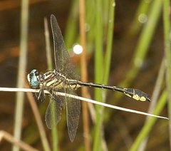 Hylogomphus geminatus