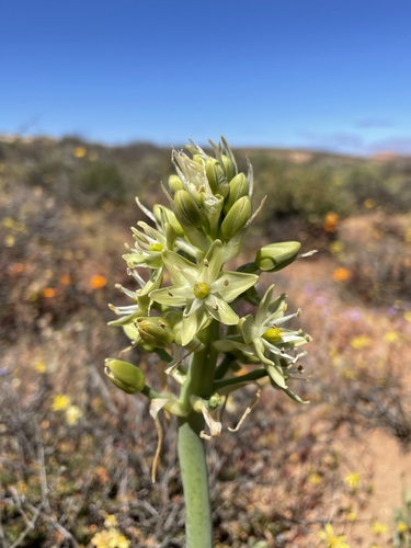 Image of Ornithogalum xanthochlorum by (c) Matt Berger, some rights reserved (CC BY)