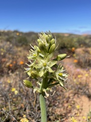 Ornithogalum xanthochlorum