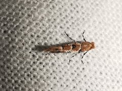 Phyllonorycter trifasciella