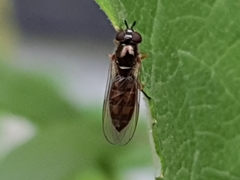 Melanostoma mellinum