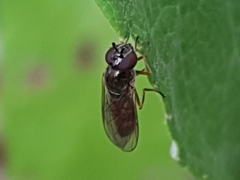 Melanostoma mellinum