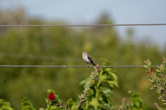 Mimus polyglottos