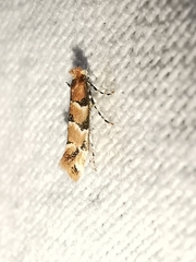 Phyllonorycter trifasciella