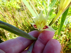 Gladiolus angustus