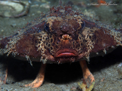 Ogcocephalus cubifrons