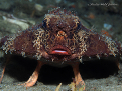 Ogcocephalus cubifrons