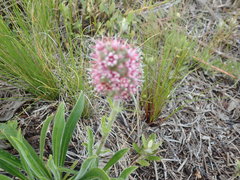 Echiostachys ecklonianus