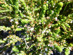 Aspalathus hispida hispida