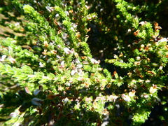 Aspalathus hispida hispida