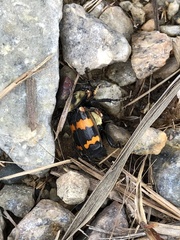 Nicrophorus tomentosus