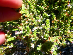 Aspalathus hispida hispida