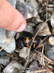 Nicrophorus tomentosus