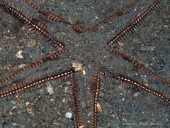 Astropecten articulatus image