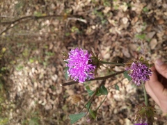 Vernonia alamanii