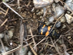 Nicrophorus tomentosus